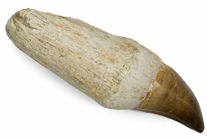 Fossil Rooted Mosasaur (Thalassotitan) Tooth - Morocco #345201